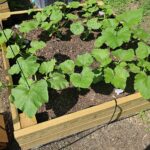 photo of pumpkin garden owned by pile and posh