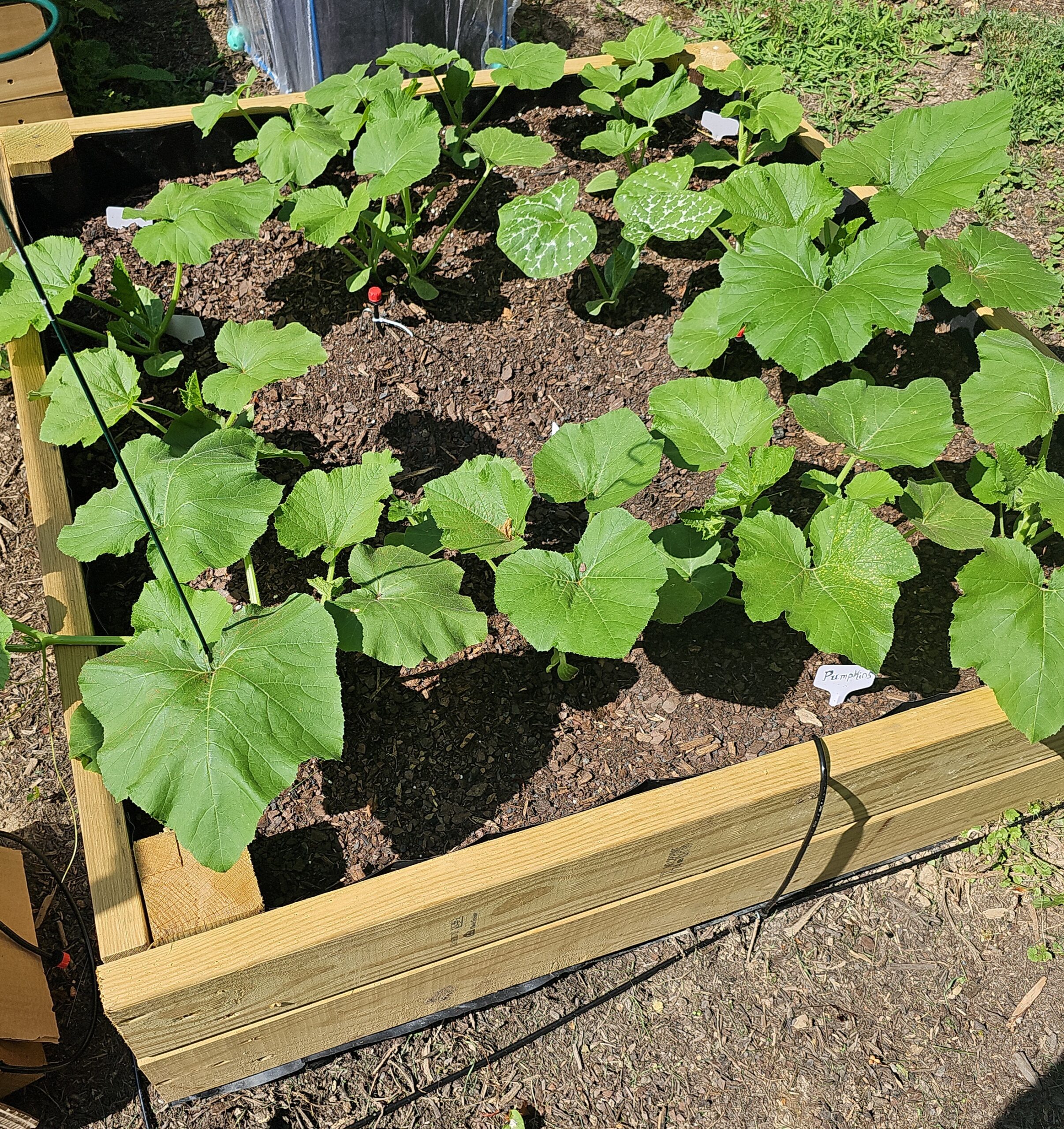 From Seed to Harvest: A Comprehensive Guide to Growing Pumpkins