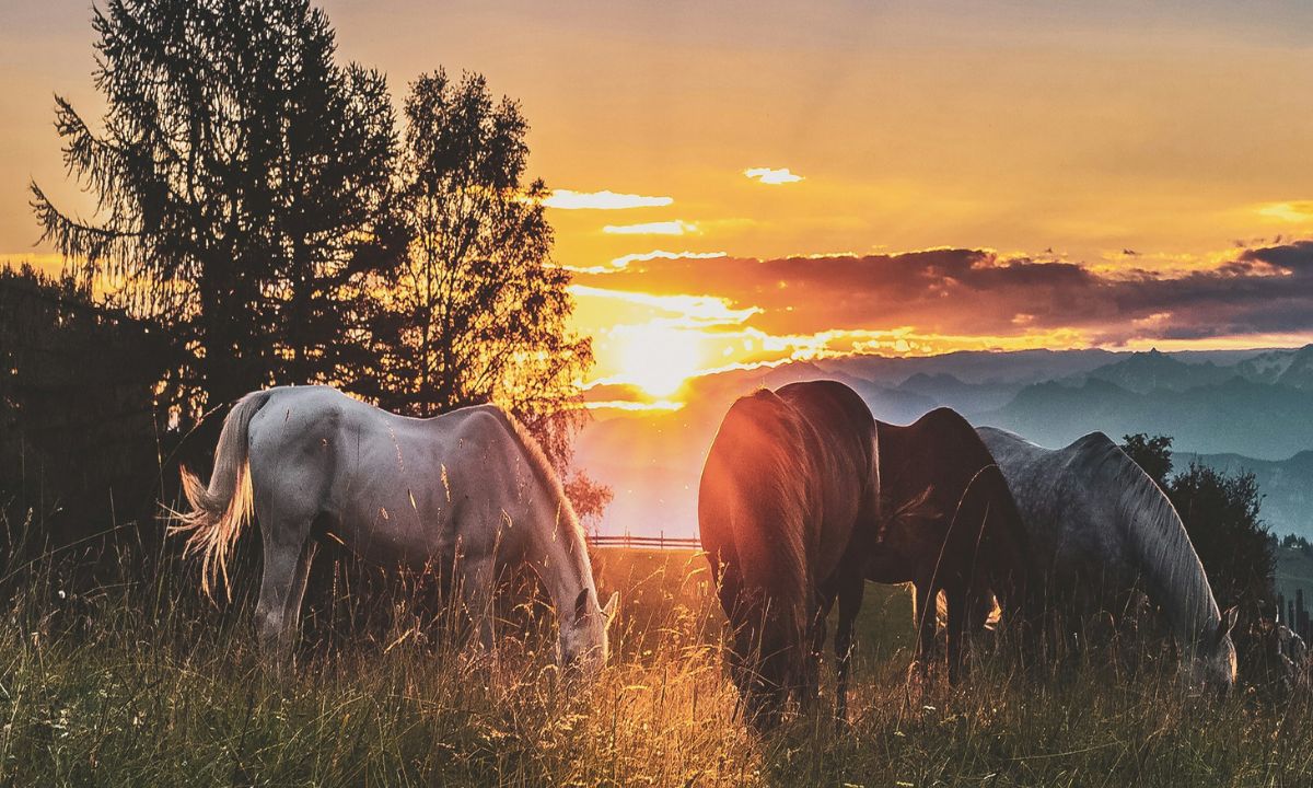 Horses in sunset by unsplash
