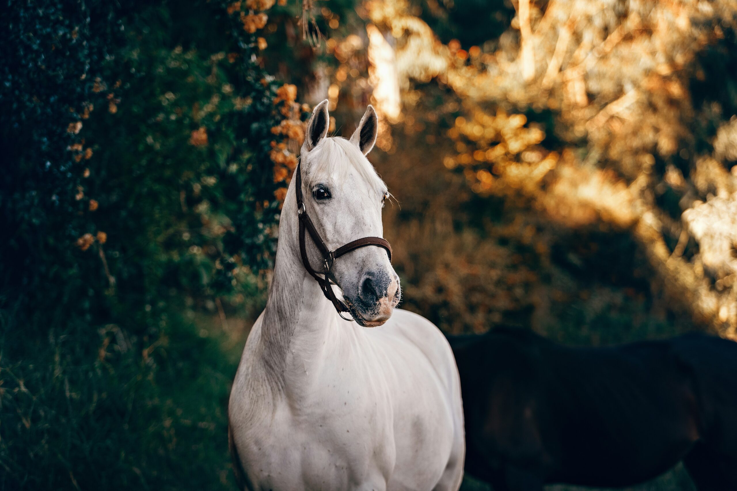 The Wild vs. The Tame: Understanding the Difference Between Wild and Domestic Horses